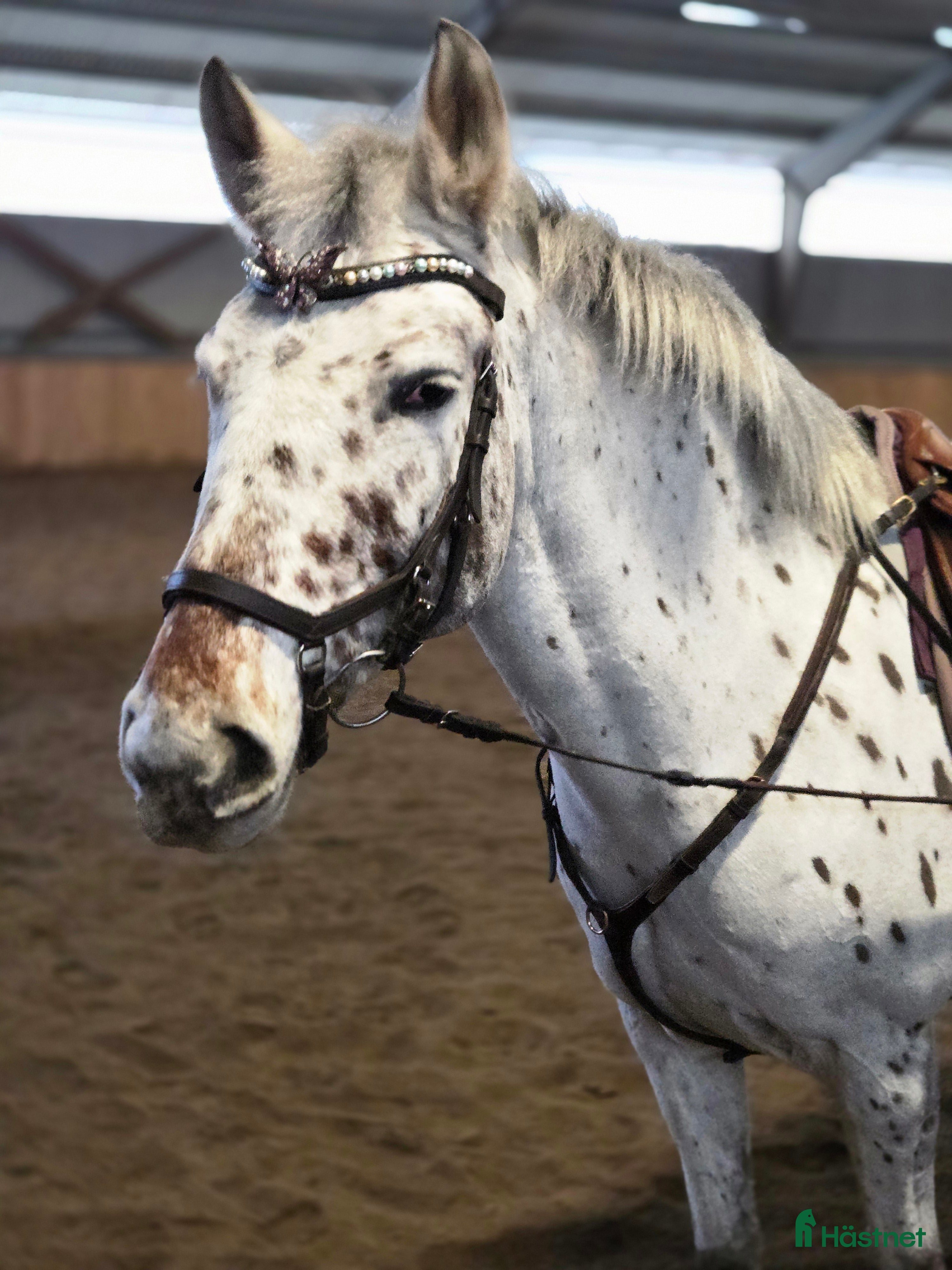  hästar Allround ponny - Annons 2
