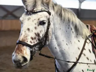 hästar Allround ponny - Annons 6