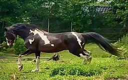  foderhäst finnes: Maxad C-ponnyhingst uthyres  i Varberg - Bild 1