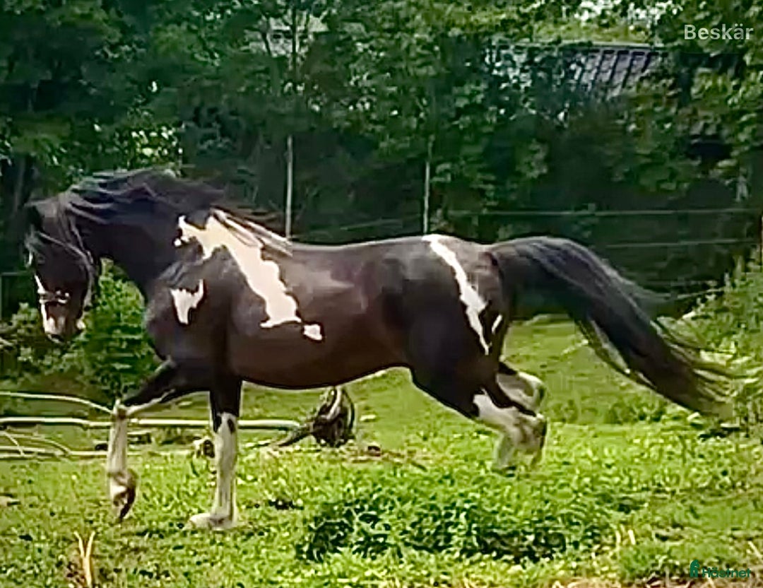  foderhäst finnes: Maxad C-ponnyhingst uthyres  i Varberg - Bild 1