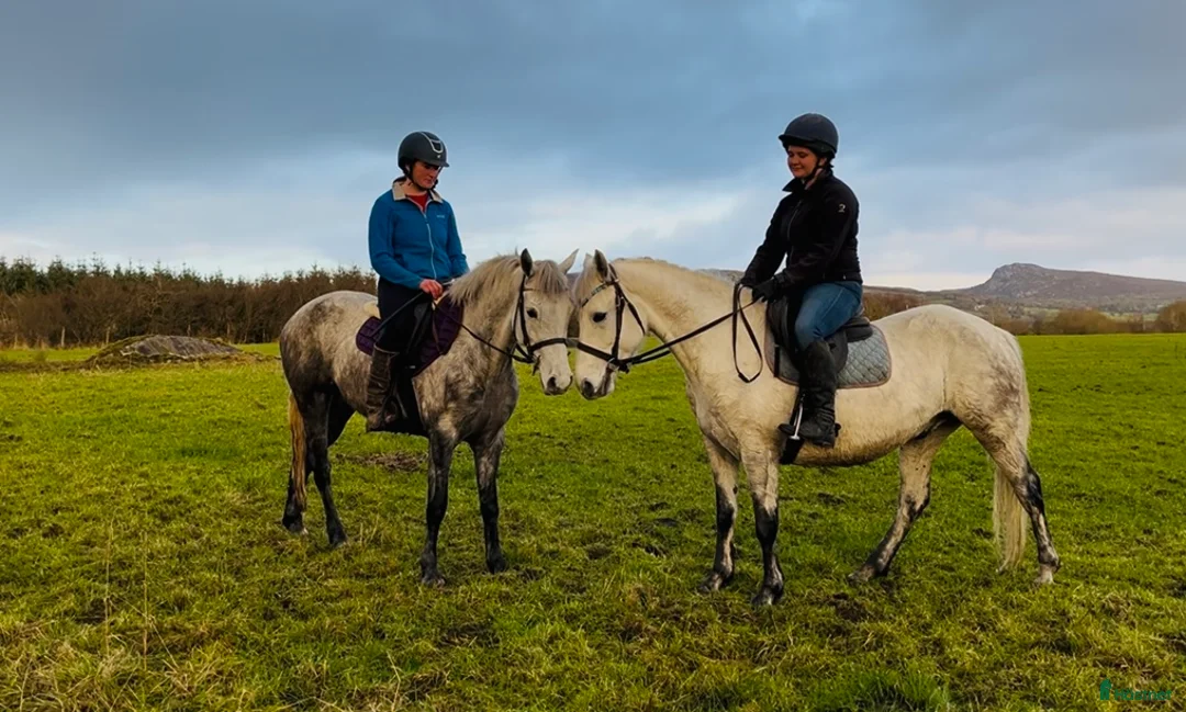 Allround hästar till salu: 6yo Connemara gelding  i Ljungby - Annons 11