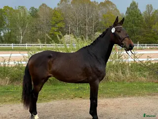 hästar Diplomsto med power för sporten🌟 - Annons 6