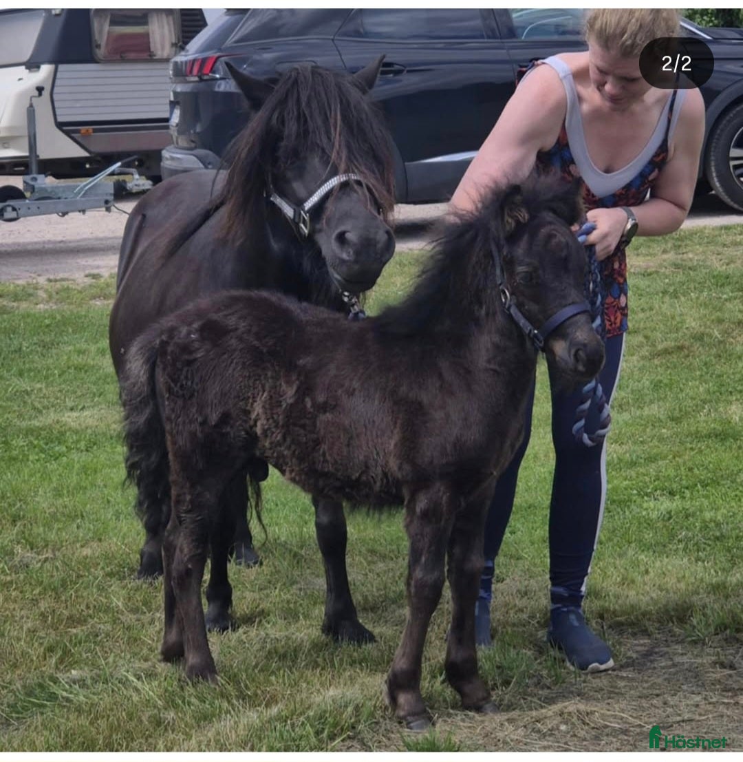 Allround hästar till salu: Vackert och trevligt hingstföl i Vetlanda - Annons 1
