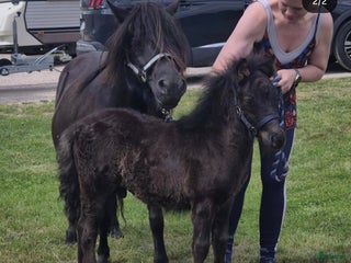 hästar Vackert och trevligt hingstföl i Vetlanda - Annons 13