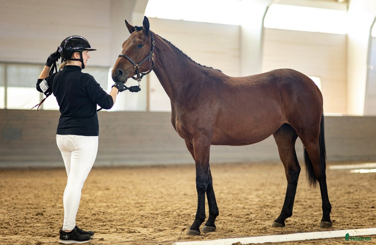  hästar Framtida hoppsto i Gräddö - Annons 15