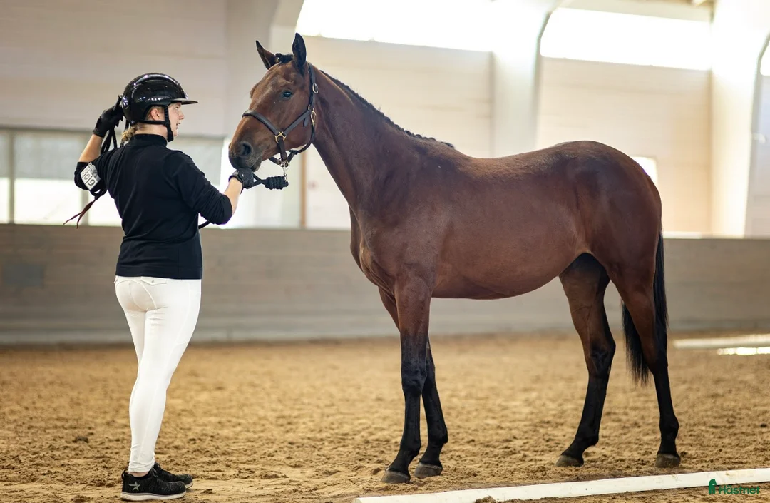 Hoppning hästar till salu: Framtida hoppsto i Gräddö - Annons 1