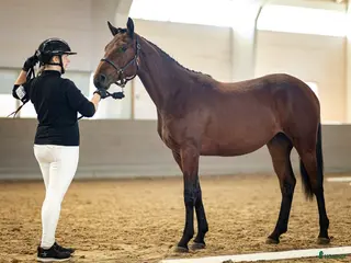 Hoppning hästar till salu: Framtida hoppsto i Gräddö - Annons 1