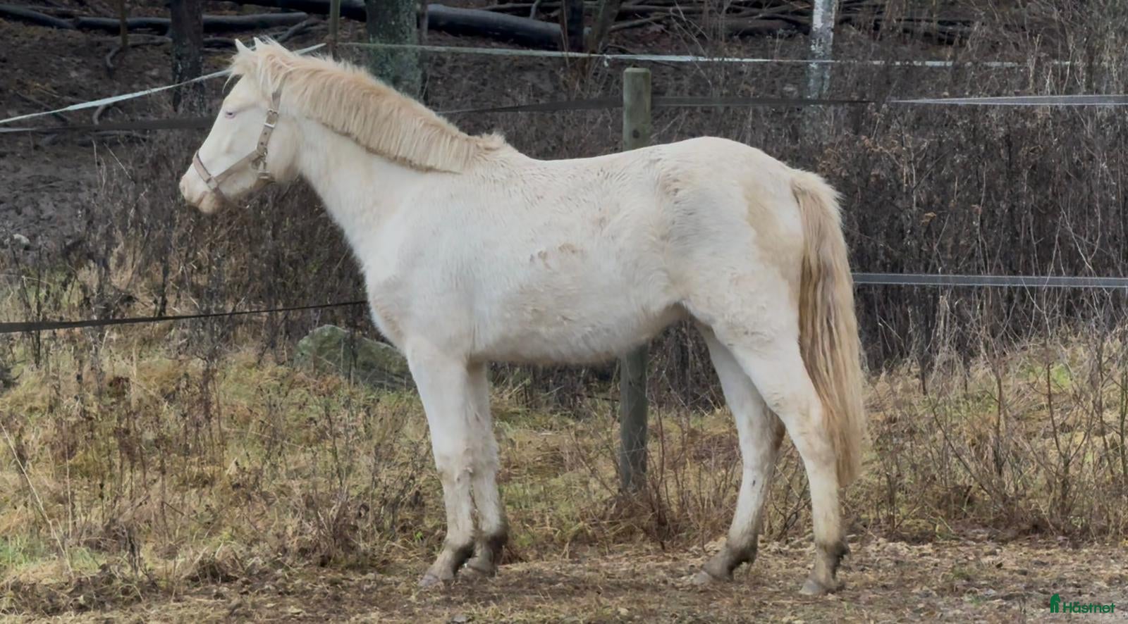  hästar Din nästa drömponny! i Mariefred - Annons 11