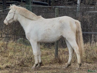 hästar Din nästa drömponny! i Mariefred - Annons 10