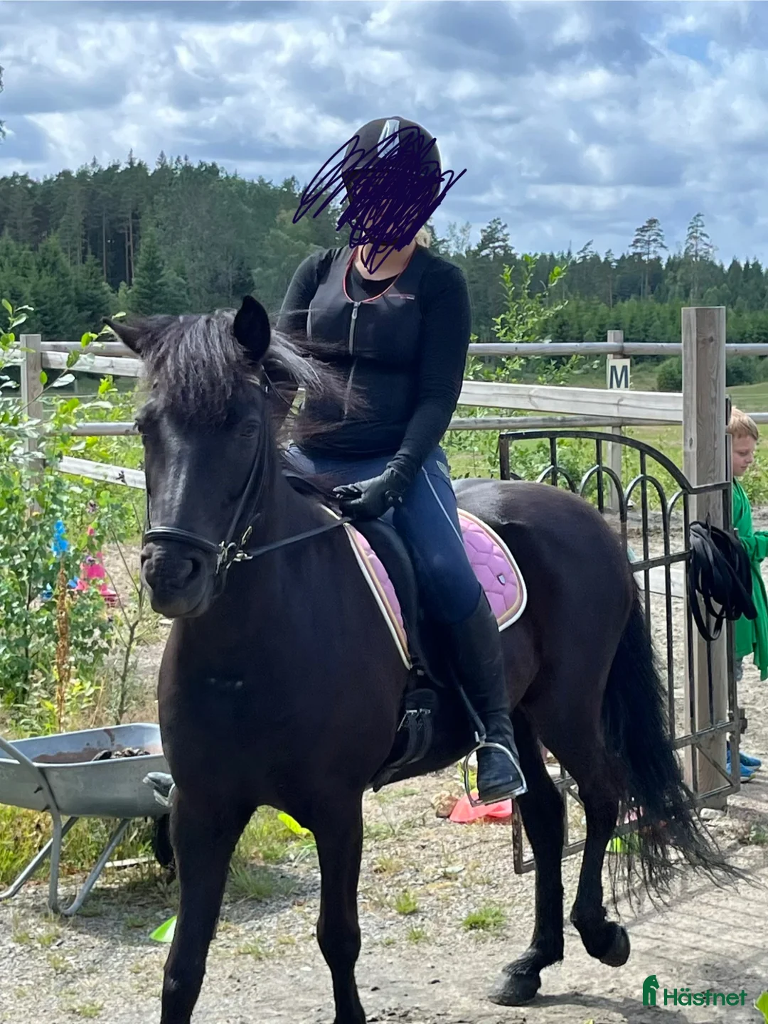 Island hästar till salu: Världens finaste Lokkadis! - Annons 2