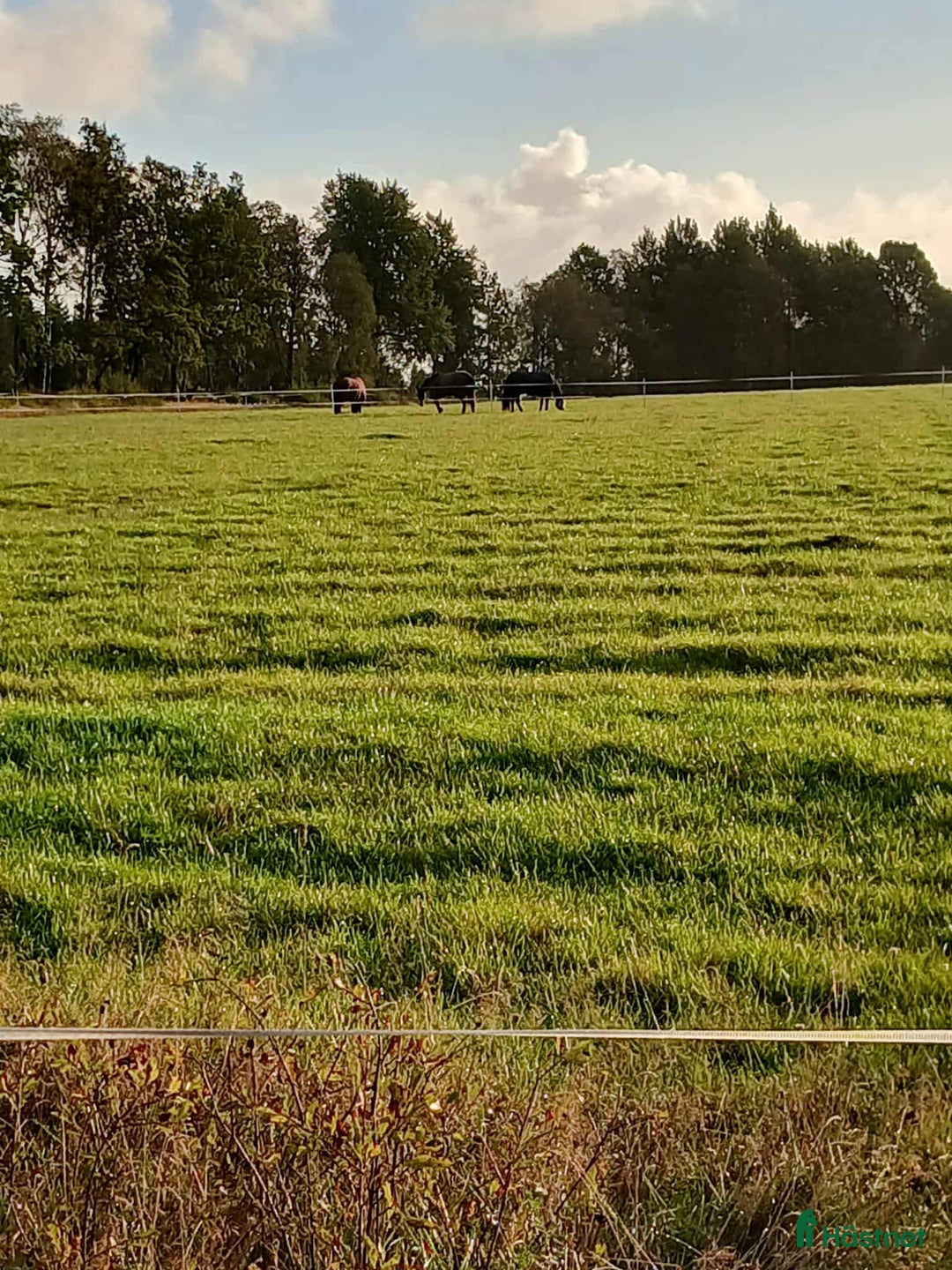  medryttarhäst finnes: Stallplats finnes i Sparsör i Sparsör - Annons 2