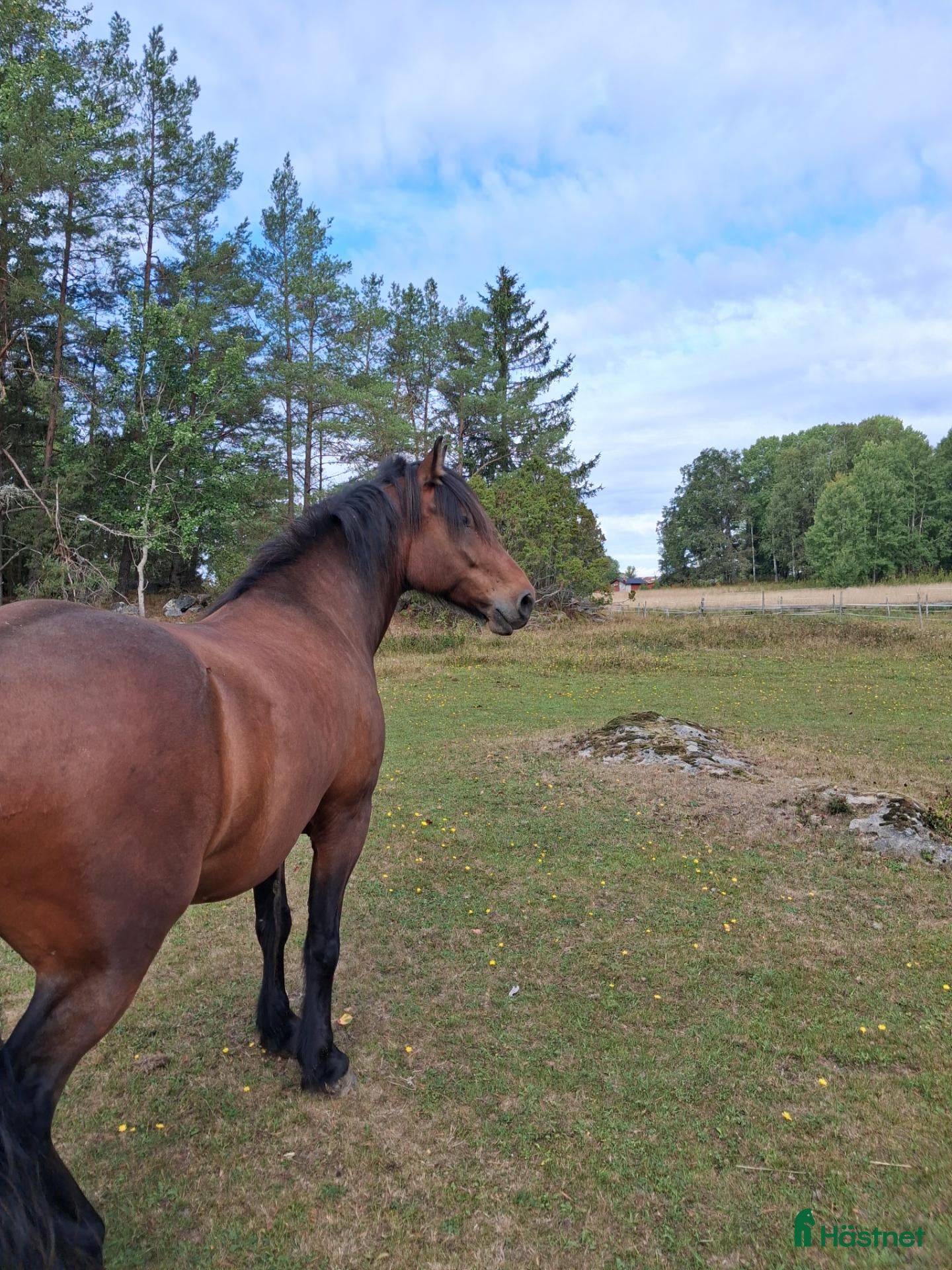  hästar En riktig kompis! - Annons 1