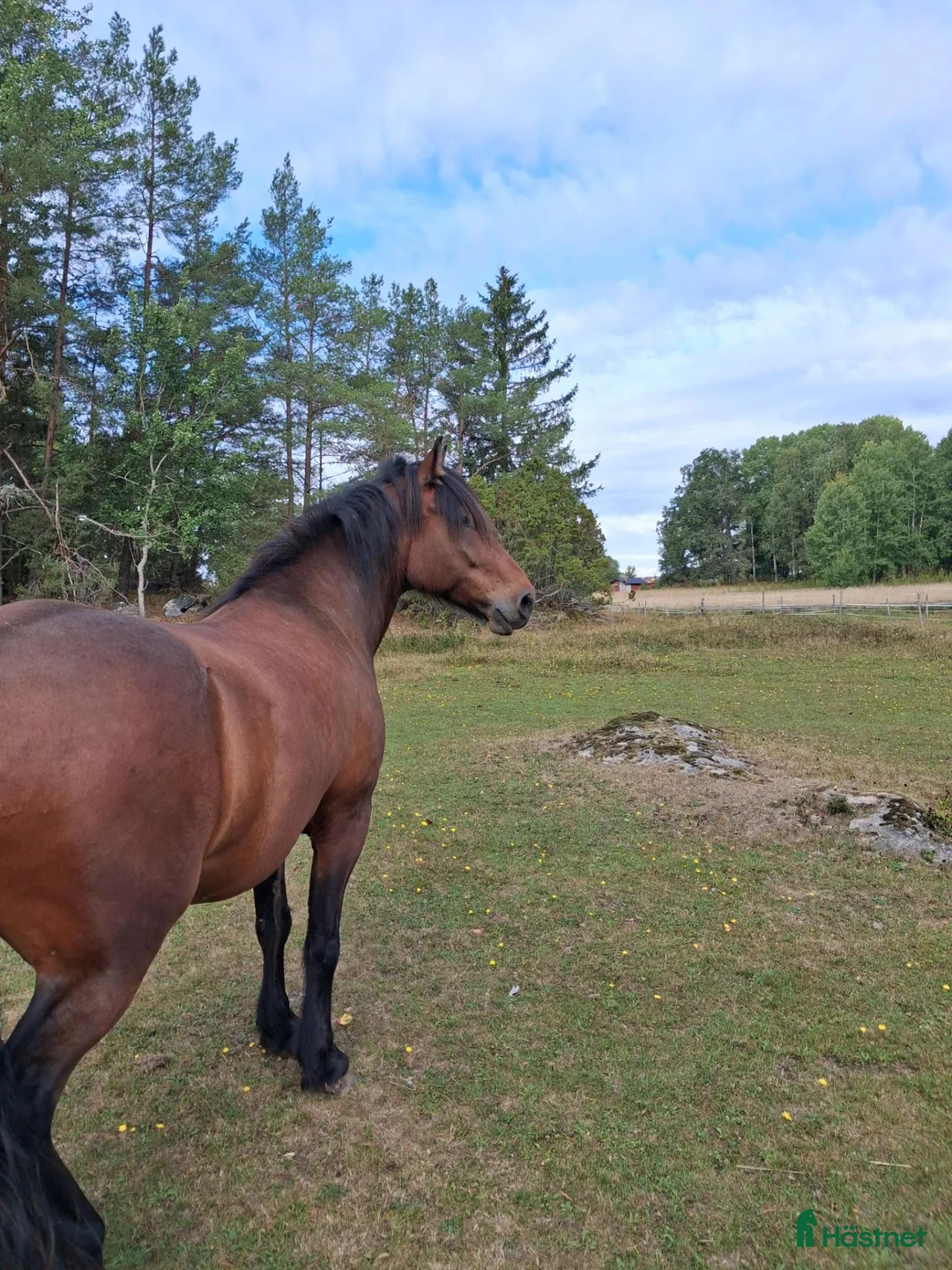 Sällskap hästar till salu: En riktig kompis! - Annons 1
