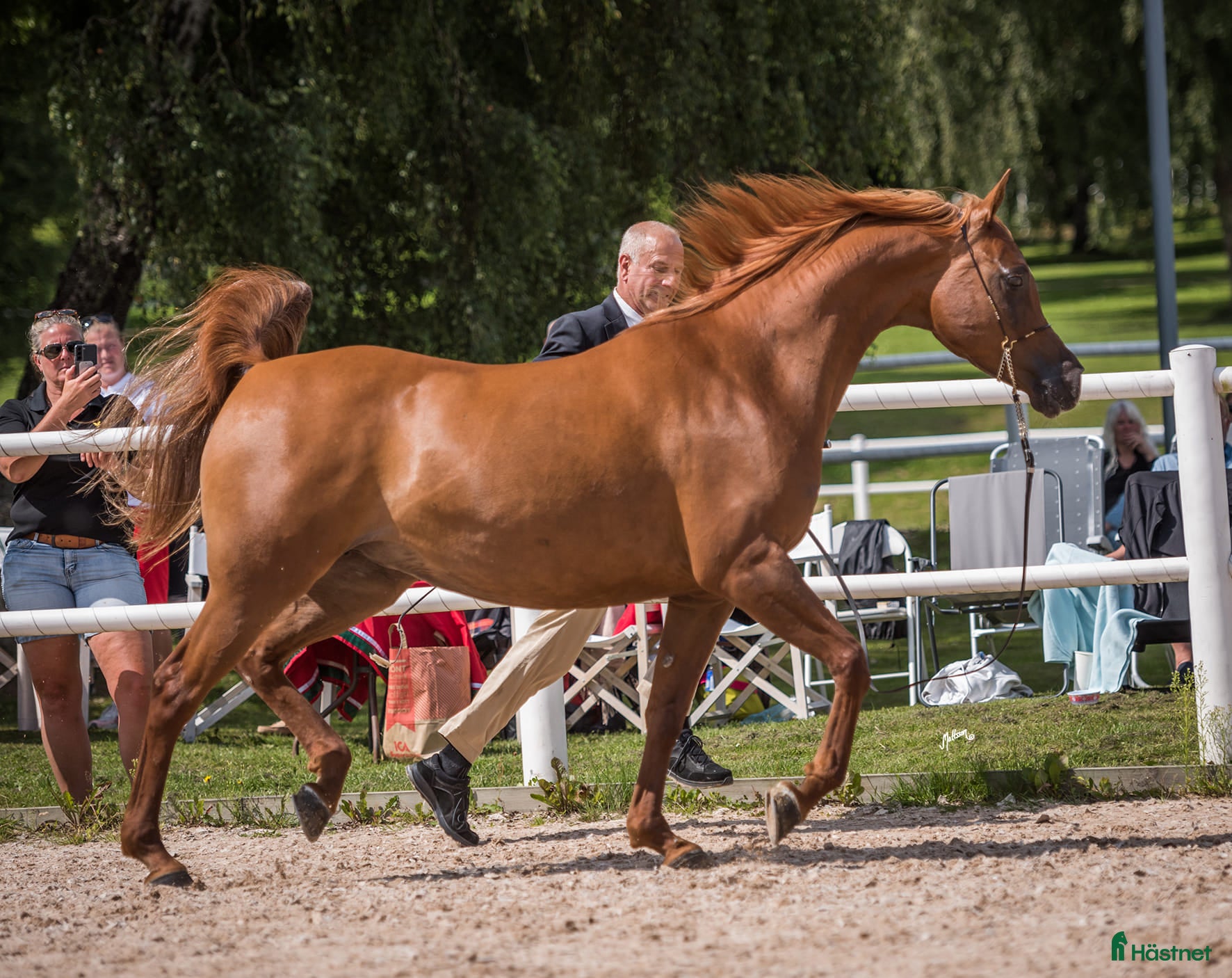  hästar Naples Bahiya Melody - Annons 1