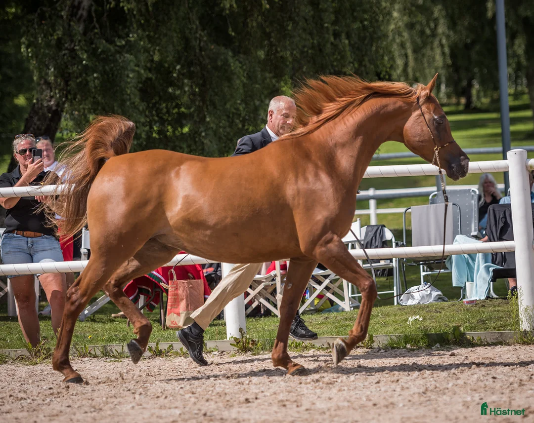 Allround hästar till salu: Naples Bahiya Melody - Annons 1