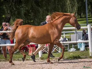 hästar Naples Bahiya Melody - Annons 1