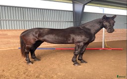 Dressyr hästar till salu: Snäll och talangfull kille efter Janeiro Platinum  i Knivsta - Bild 8