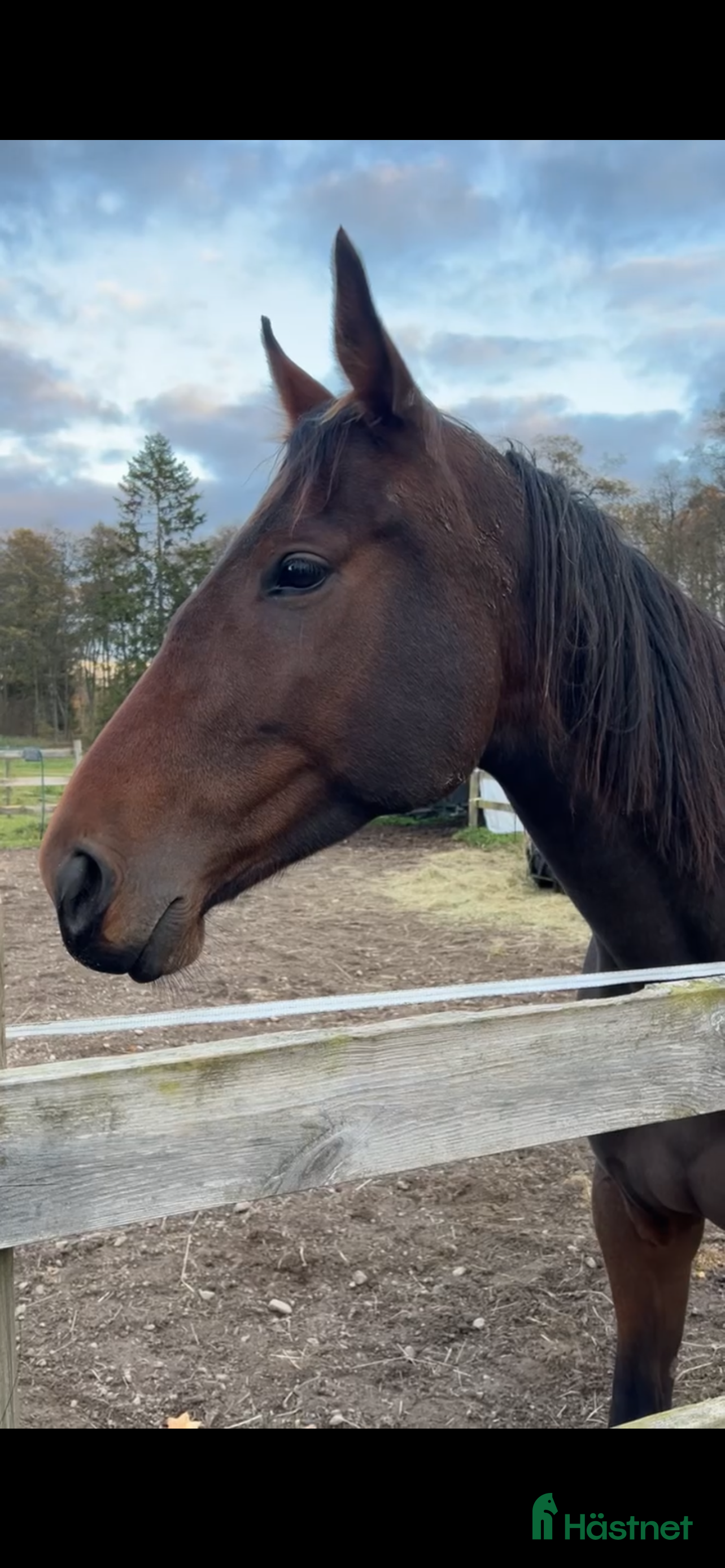  hästar Sto med mycket personlighet! i Äspered - Annons 12