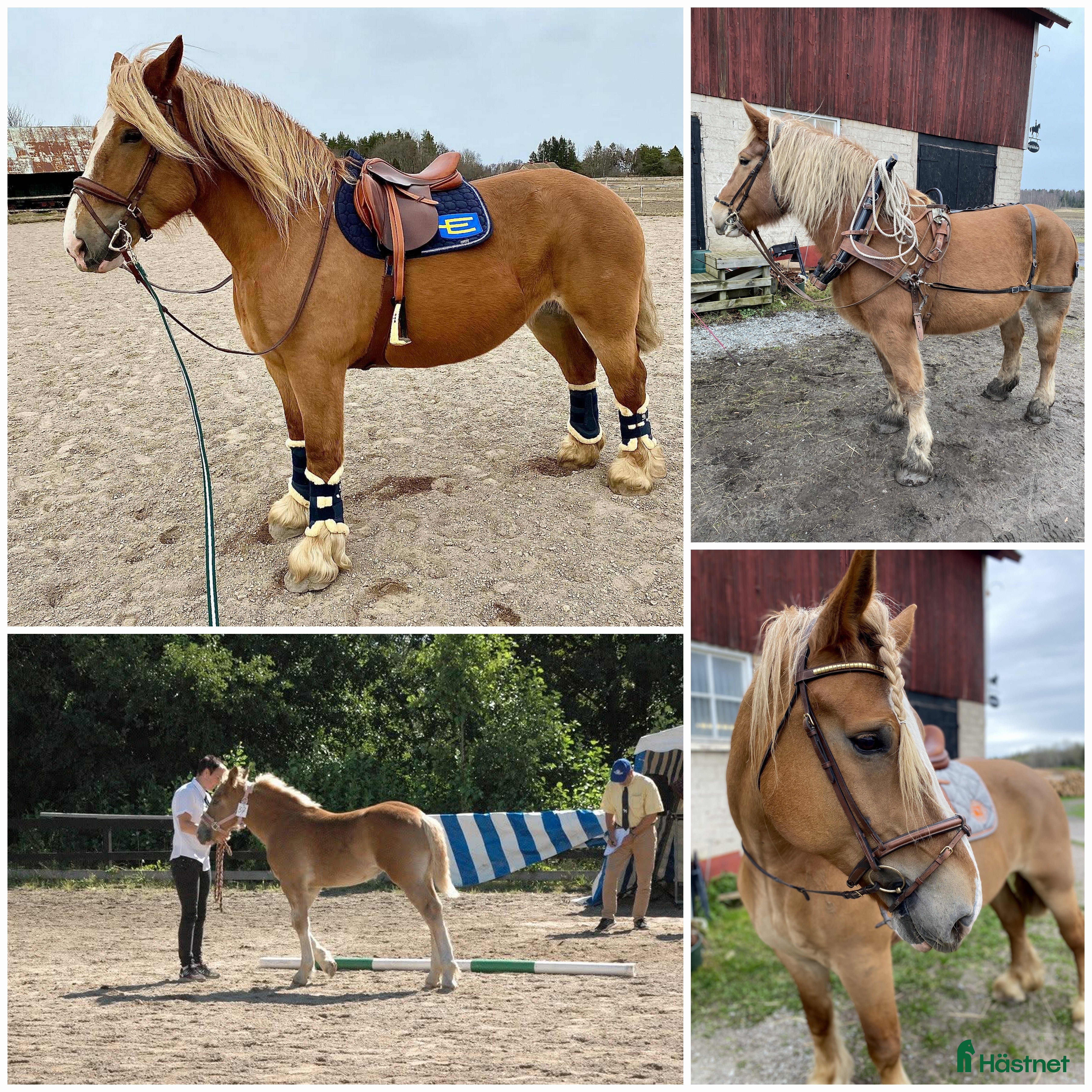  hästar Allsidigt ardennersto - Sänkt pris i Alunda - Annons 18