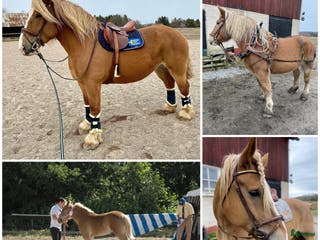 Allround hästar till salu: Allsidigt ardennersto - TINGAD - Annons 3