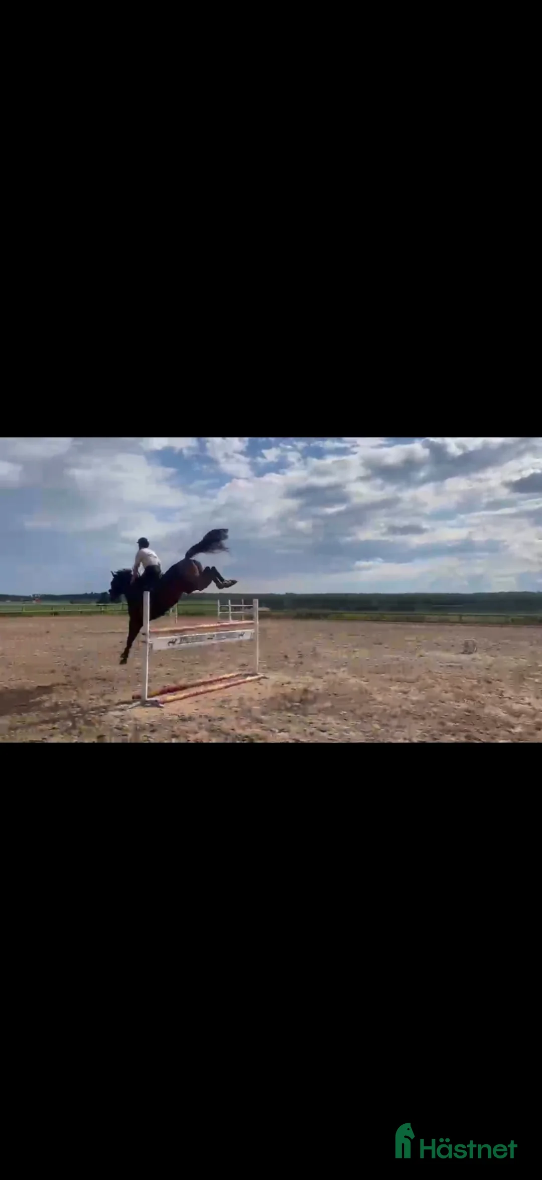 Hoppning hästar till salu: 7 åring e. Dominator Z x Cardento - Annons 2
