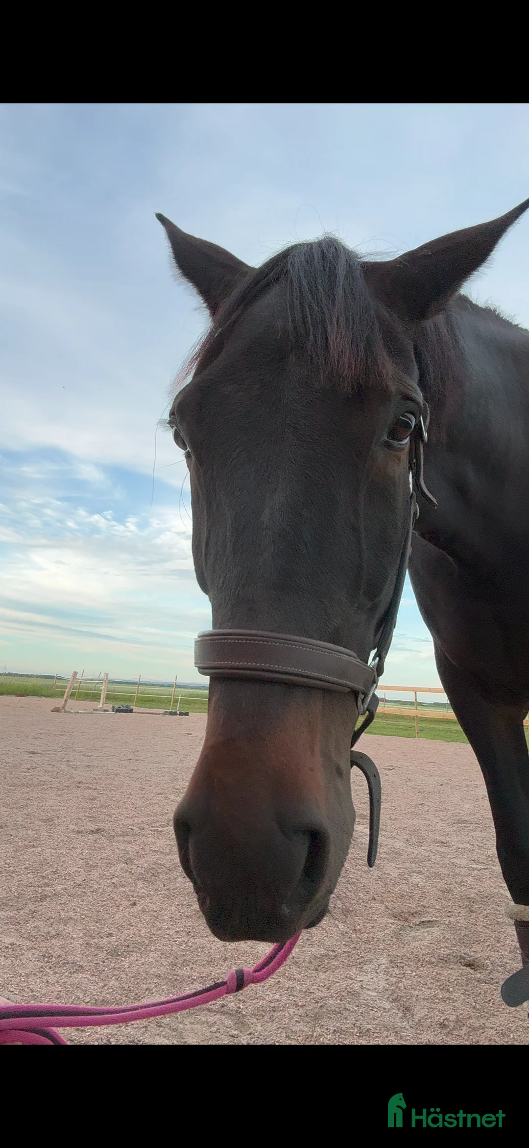 Allround hästar till salu: Supersnäll travare - Annons 3