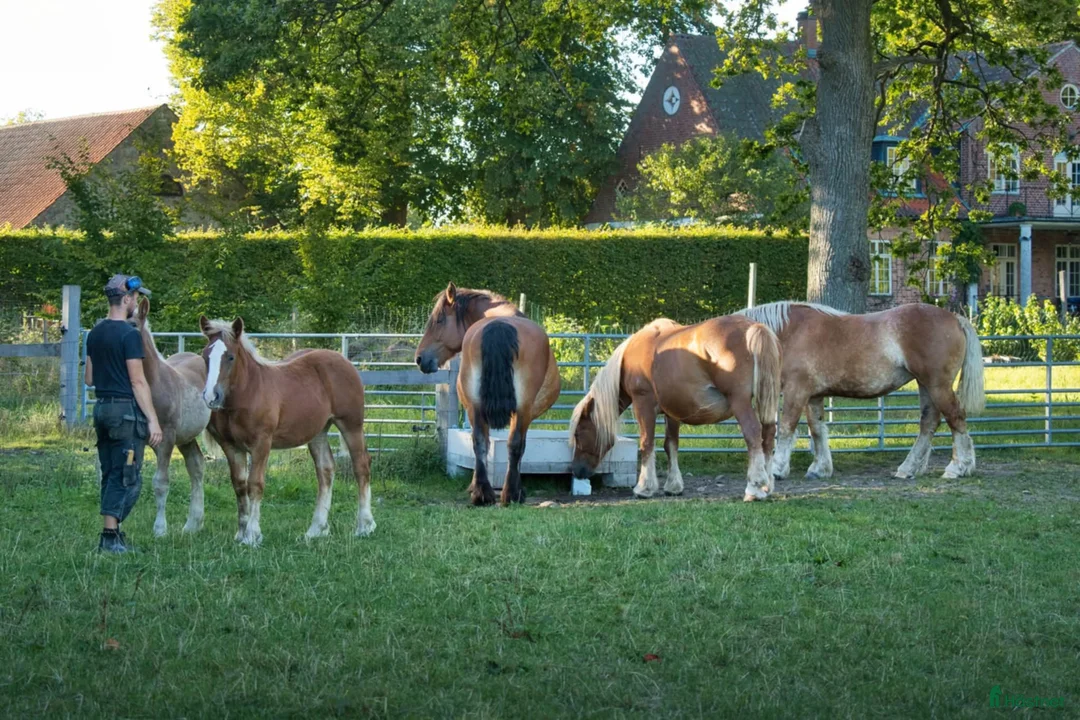 Allround hästar till salu: Ardenner Stoföl (e. Cronas Waldemar) i Kågeröd - Annons 2