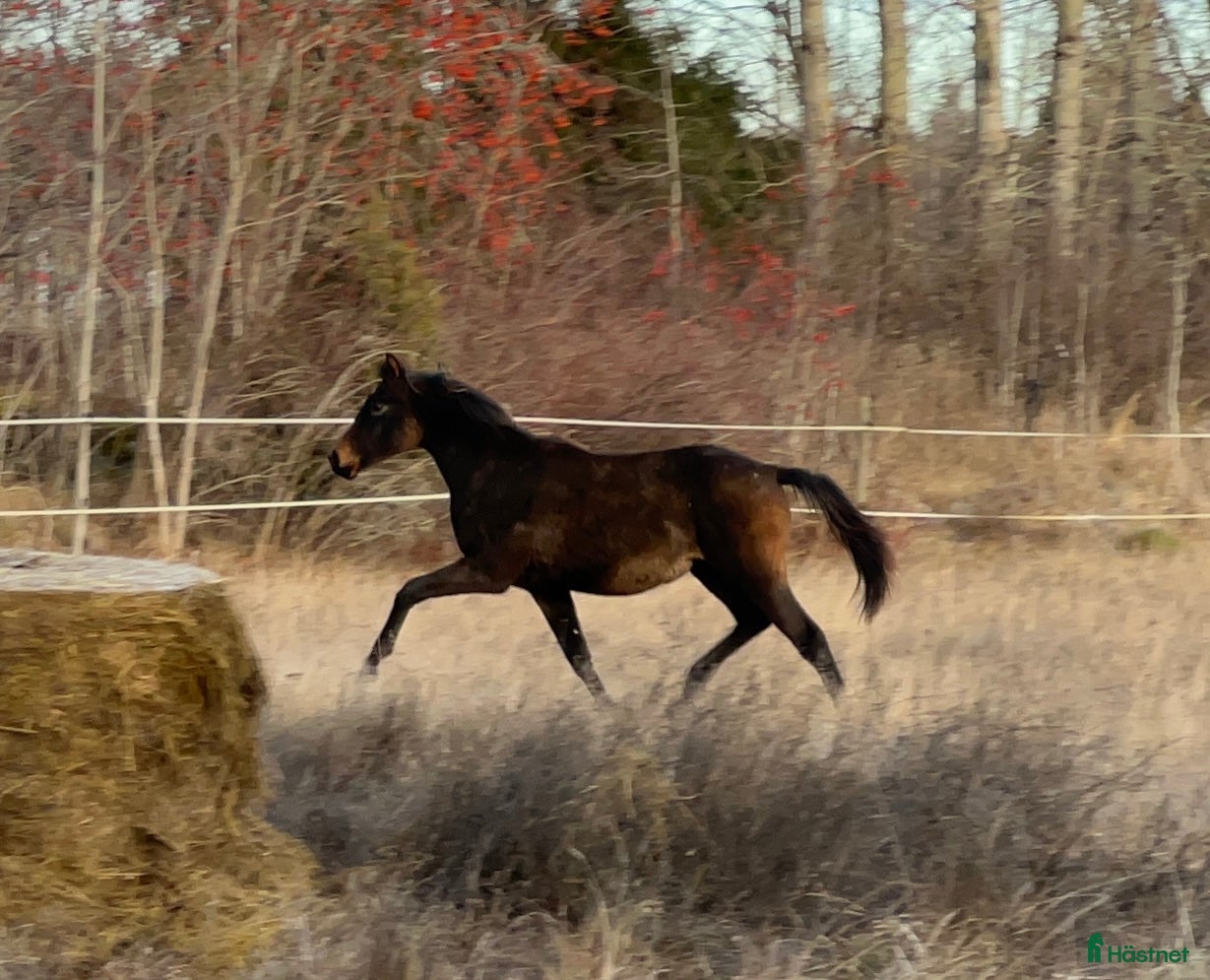  hästar Fantastiskt ungsto säljes! i Skultuna - Annons 14