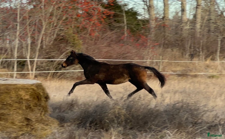  hästar Fantastiskt ungsto säljes! i Skultuna - Annons 5