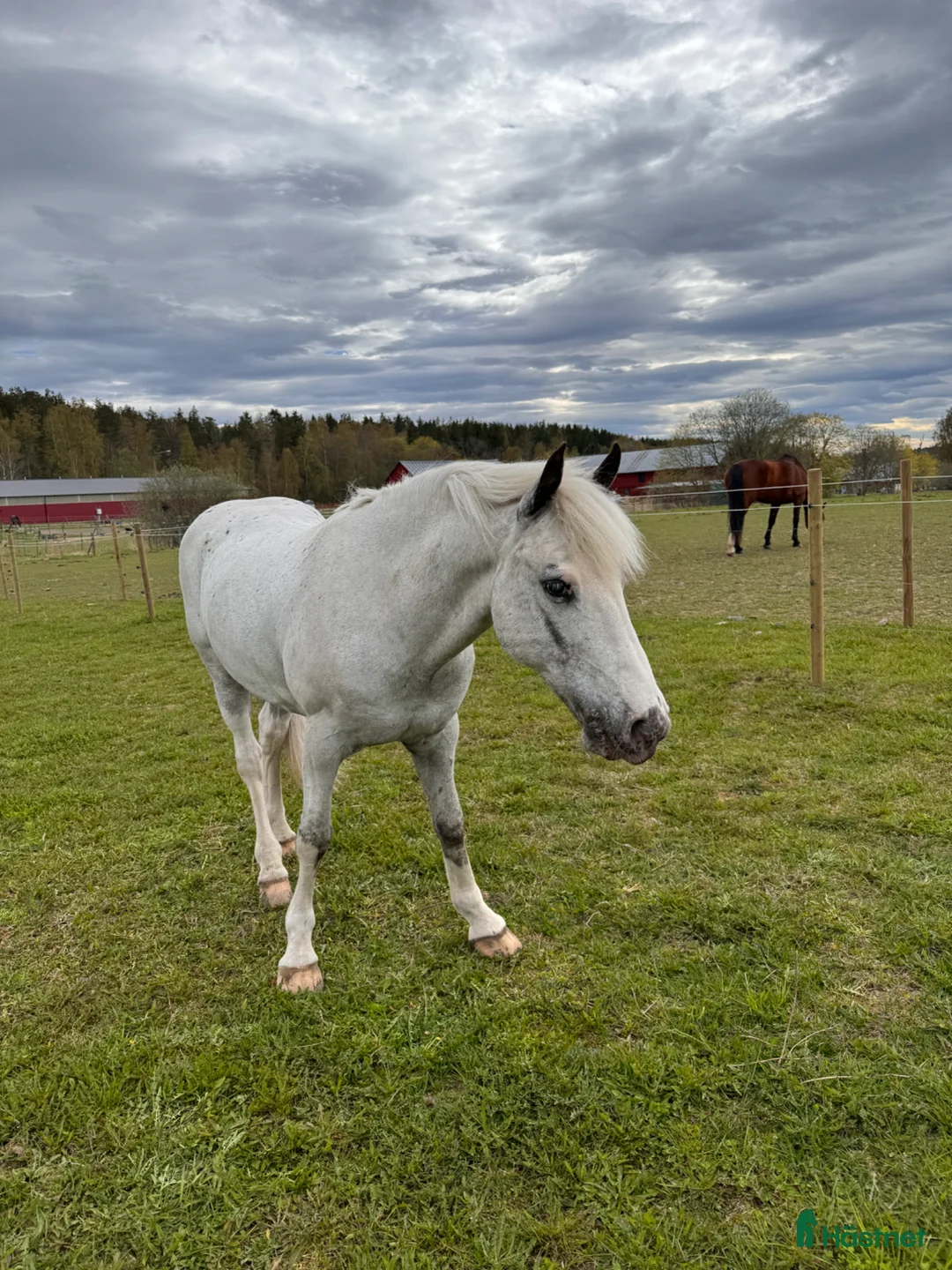 Sällskap hästar till salu: Världens snällaste sällskapsponny⭐️ - Annons 2
