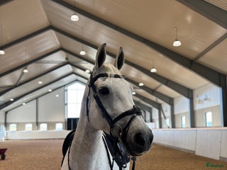 hästar Fin Allroundhäst i Göteborg - Annons 18