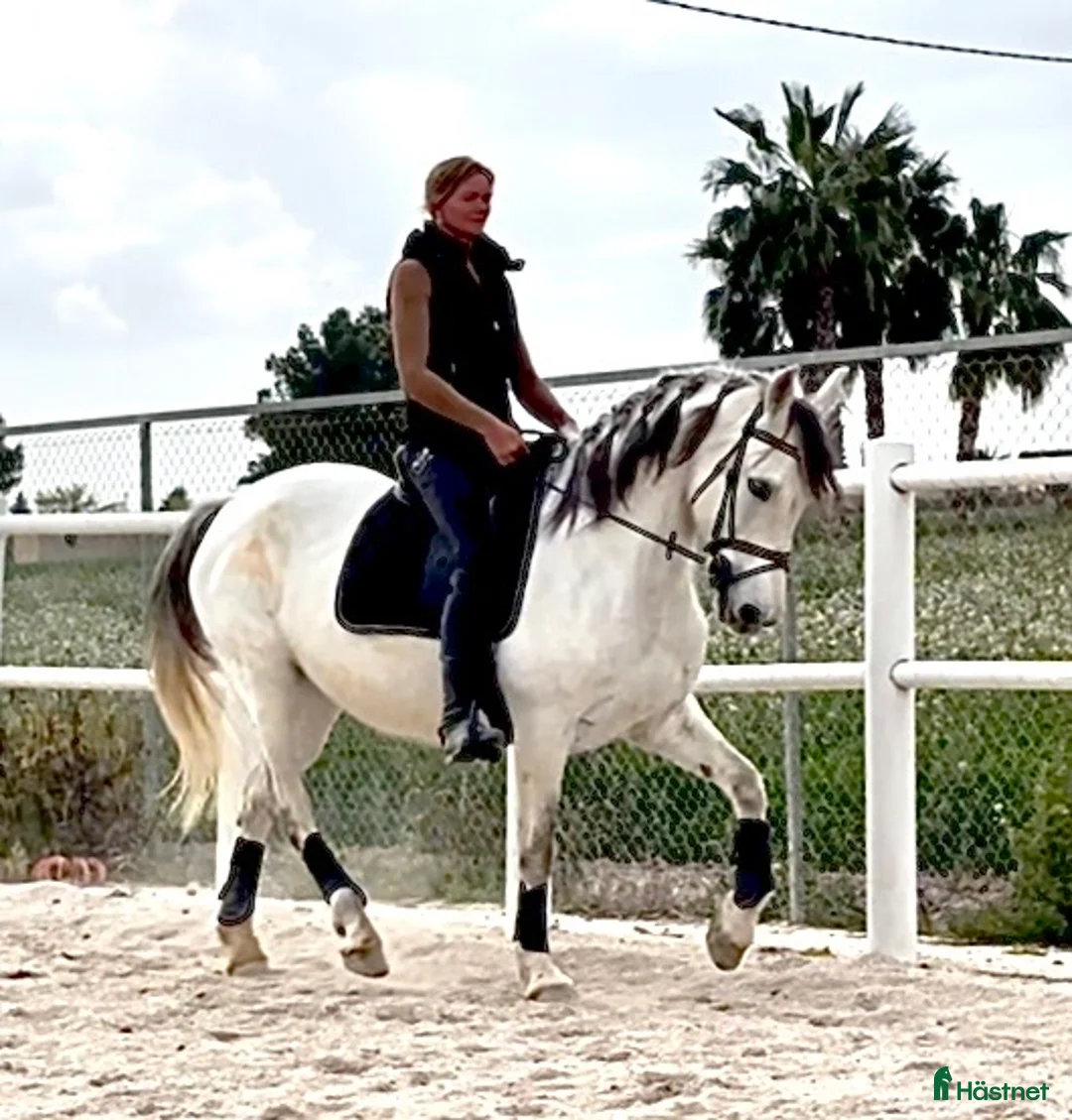 Allround hästar till salu: Fin tjej letar bästa hemmet🦄 - Annons 2