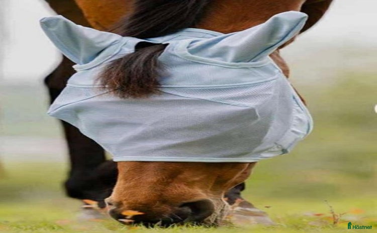 Övrig Hästutrustning hästutrustning till salu i Kristianstad - Annons 18