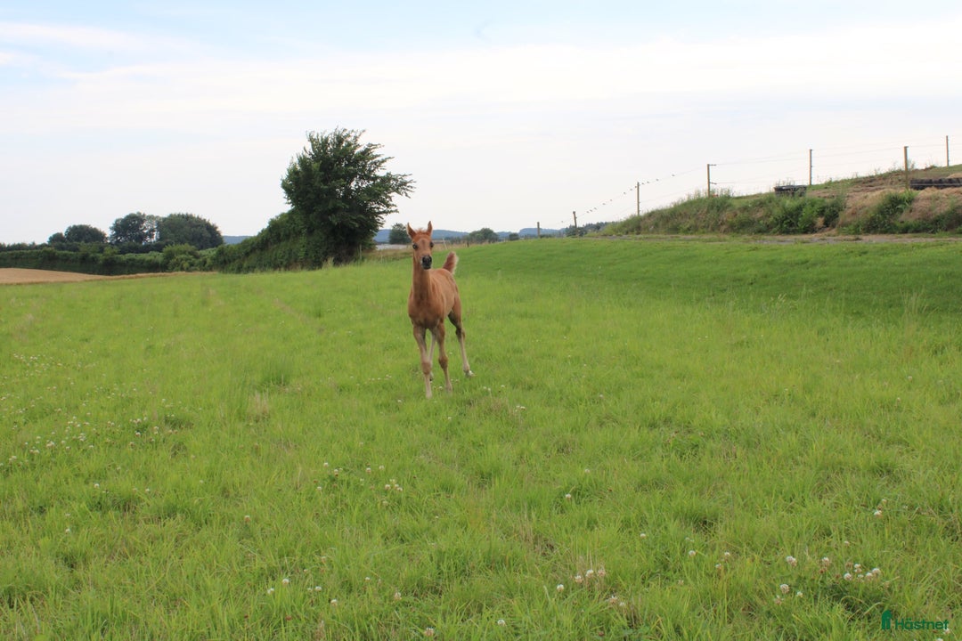 Allround hästar till salu: Smuk Ox araber hingst i Broby kommun - Annons 6