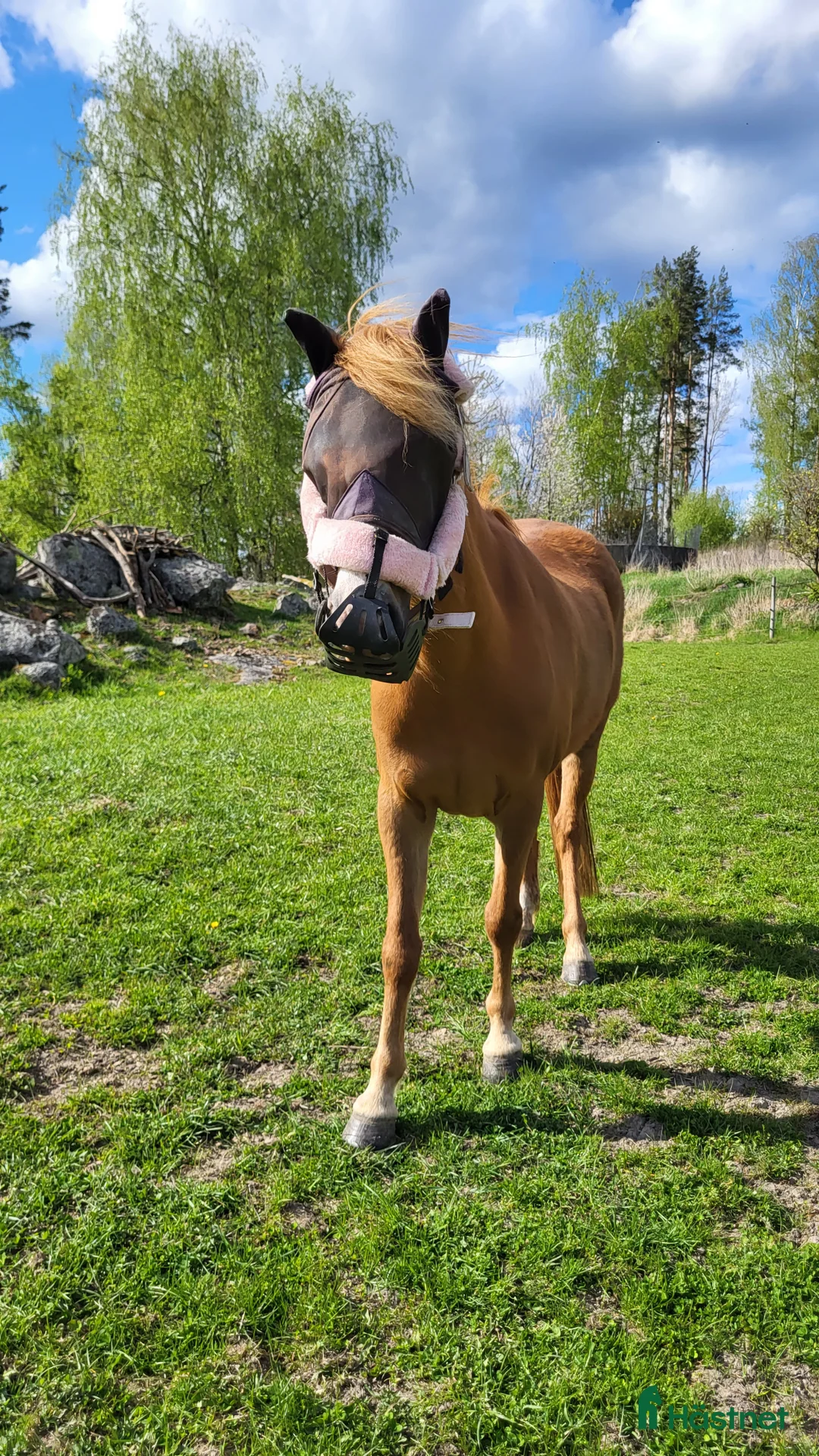 Allround hästar till salu: Intressekoll! Scilla söker sin nya lilla ryttare❤️ i Ljungsbro - Annons 6