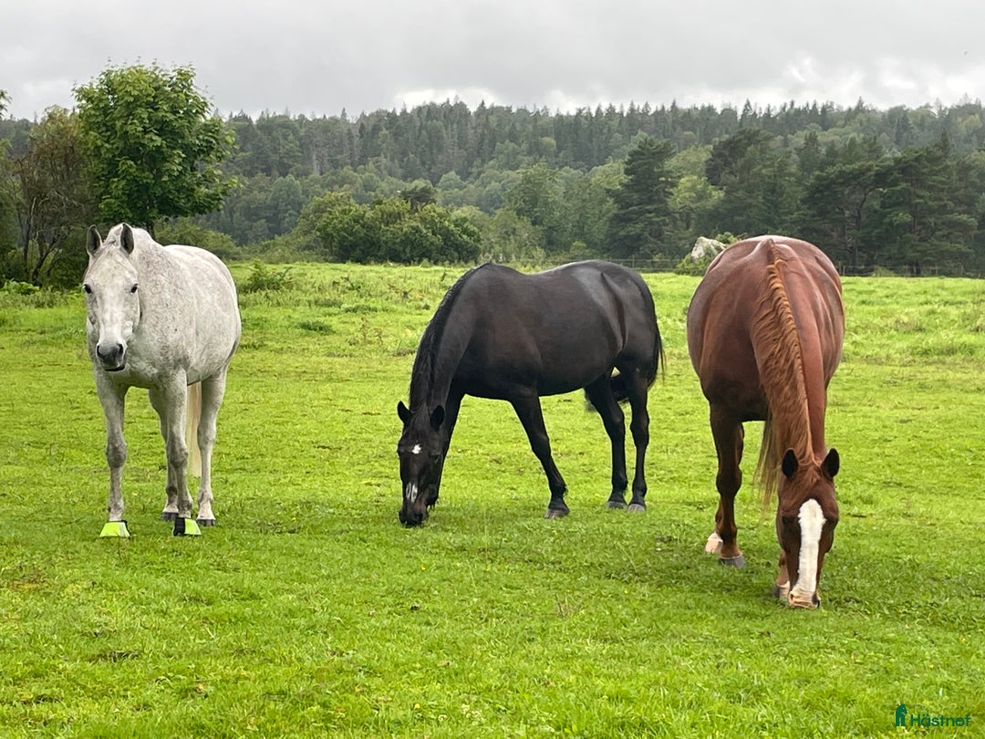  stallplats finnes: Ledig stallplats  i Uppsala - Annons 1