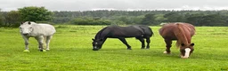  stallplats finnes: Ledig stallplats  - Annons 1