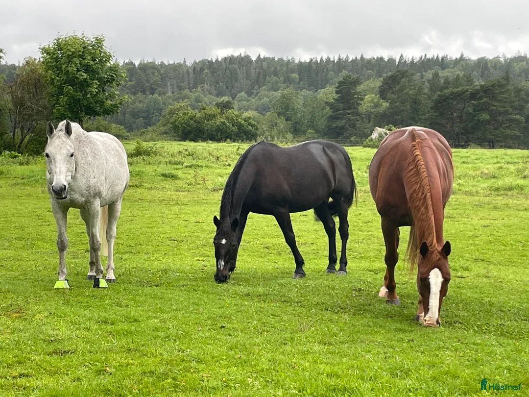  stallplats finnes: Ledig stallplats  - Annons 1