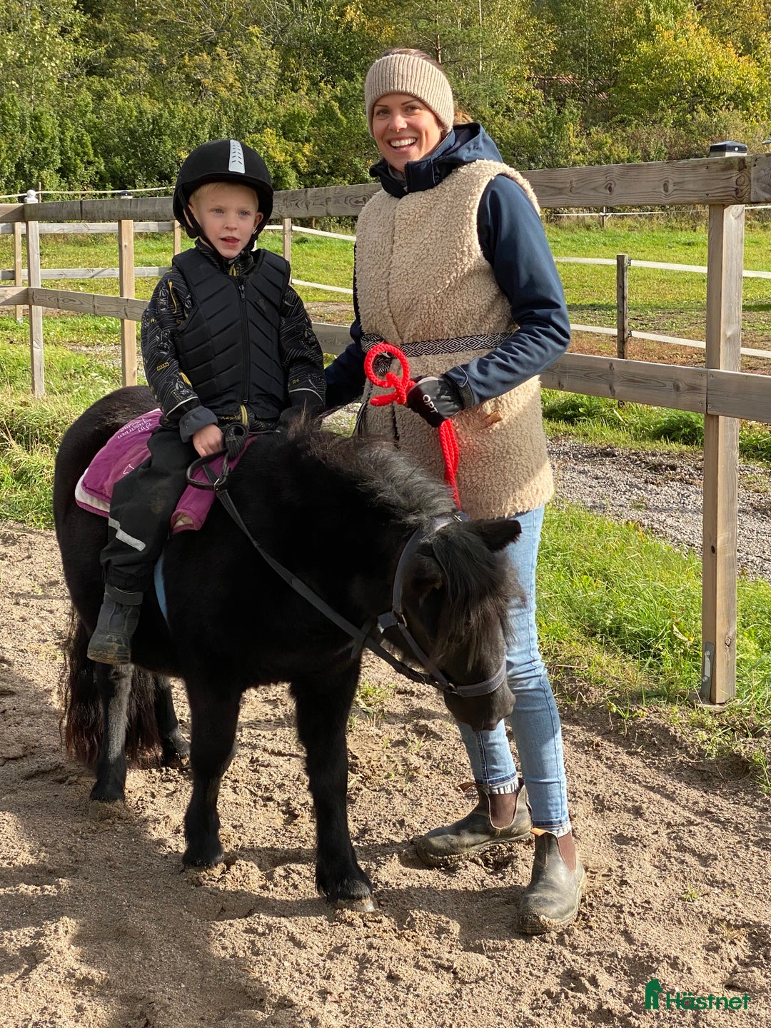  foderhäst finnes: Shettisar utlånas  i Enhörna - Annons 2