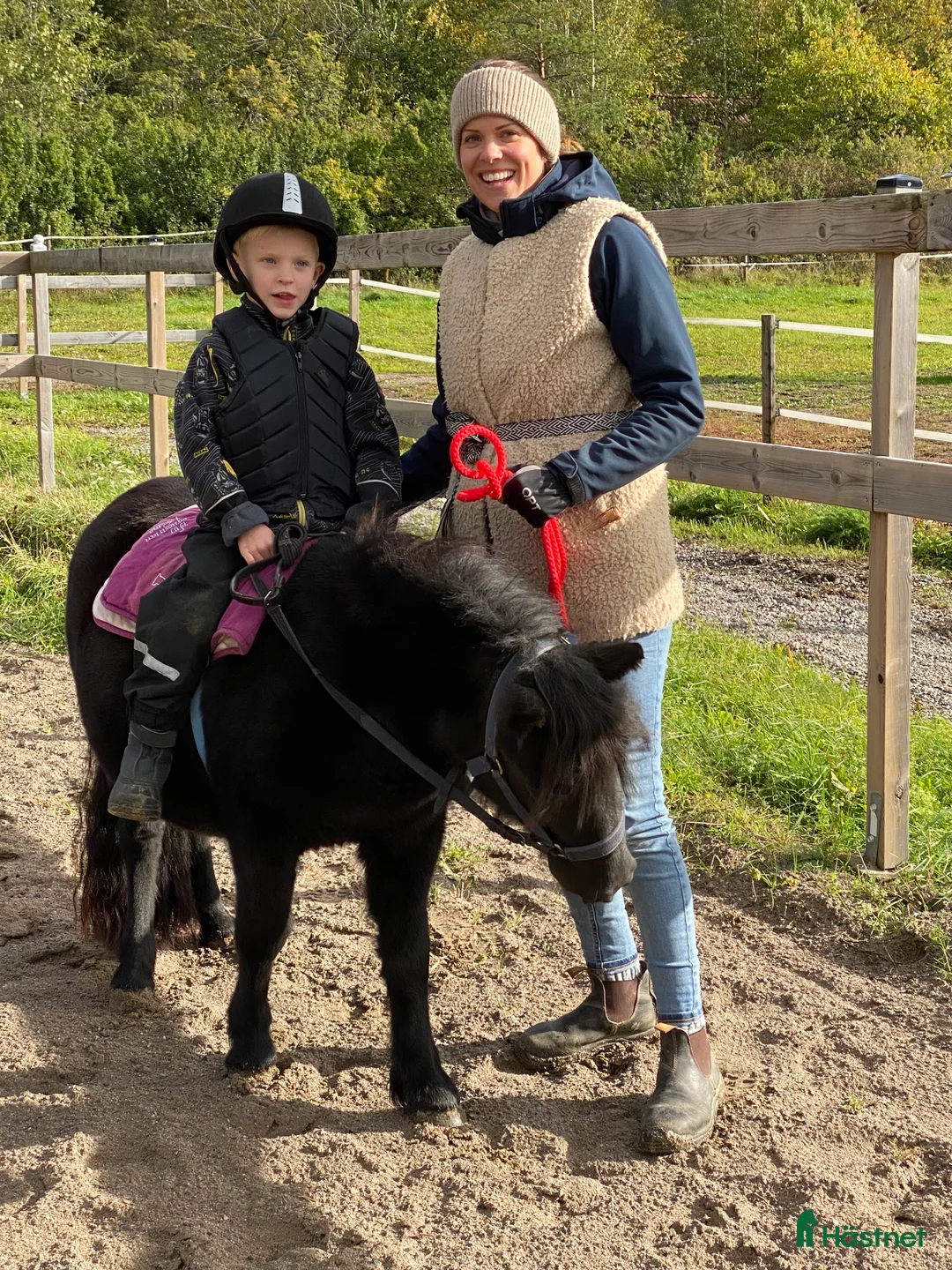  foderhäst finnes: Shettisar utlånas  i Enhörna - Annons 2