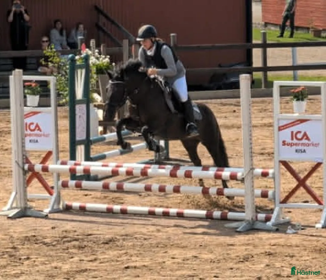 Allround hästar till salu: Bussigt sto - Annons 2