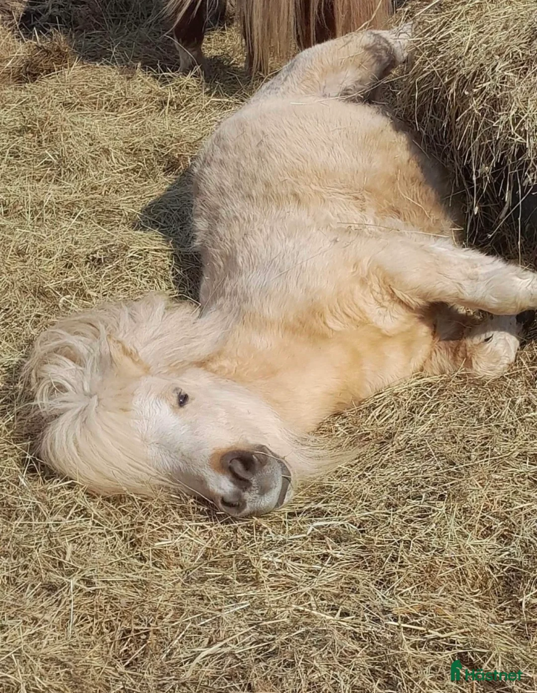 Allround hästar till salu: Grymt snäll kille  - Annons 3