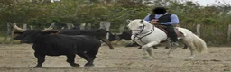 Dressyr hästar till salu: Schoolmaster Camargue i Stockholm - Annons 6