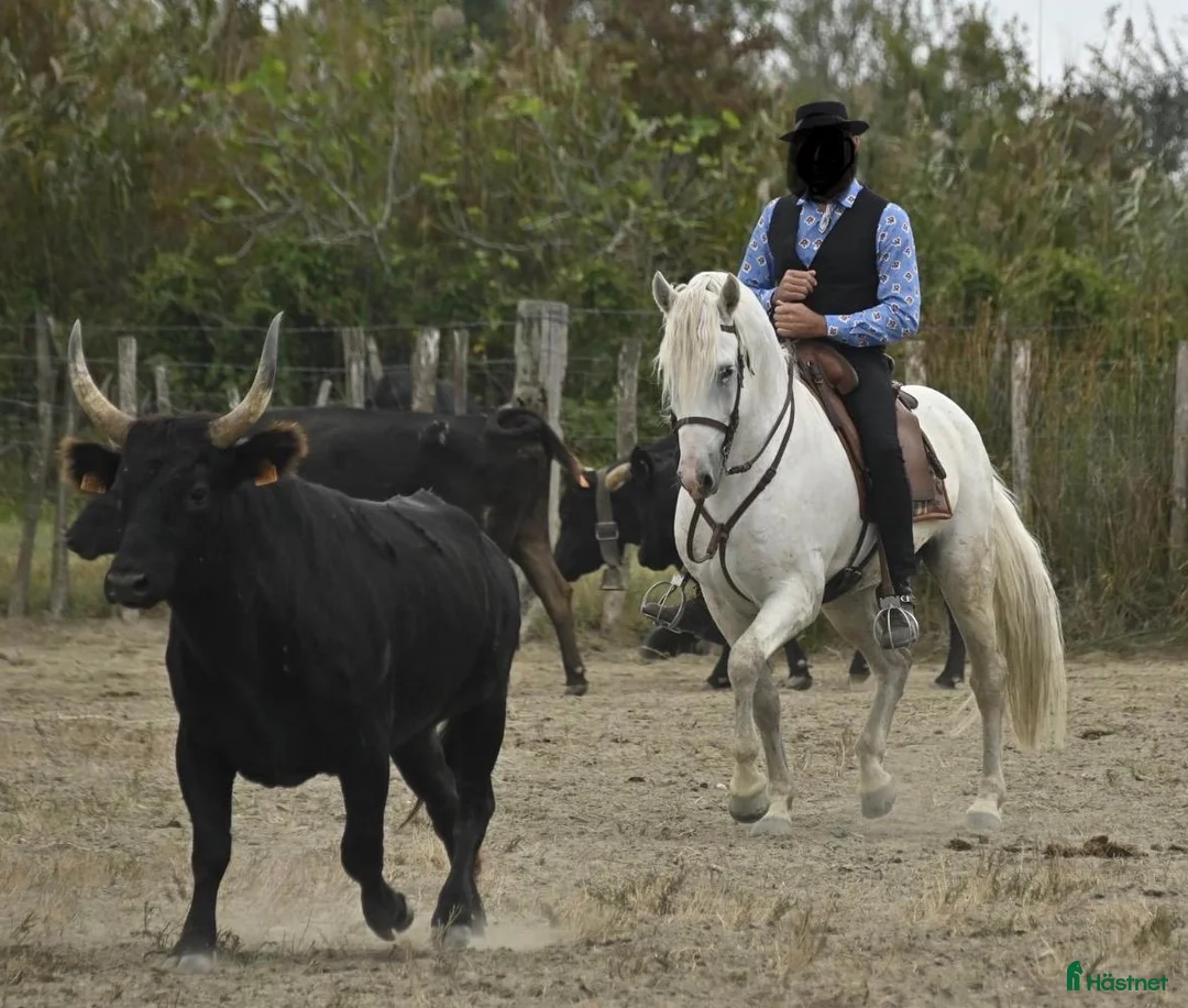Dressyr hästar till salu: Schoolmaster Camargue i Stockholm - Annons 6