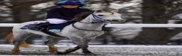 Galopp hästar till salu: Jättefin ponny för galoppbanorna  - Annons 1
