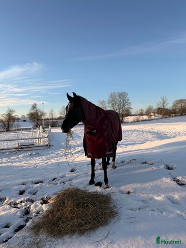 Galleribild {{count}}