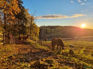 stallplats Stallplats för islandshäst Rö/Rimbo! i Rö - Annons 6