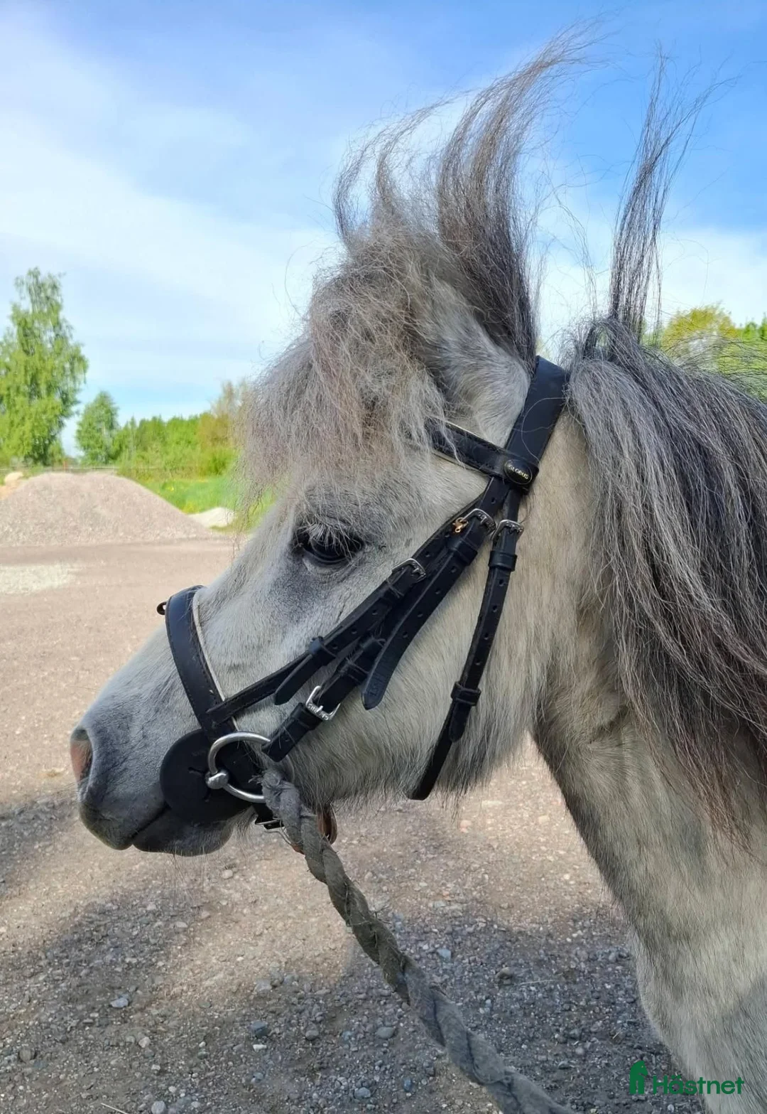 Allround hästar till salu: Minivalack som syns!  - Annons 7