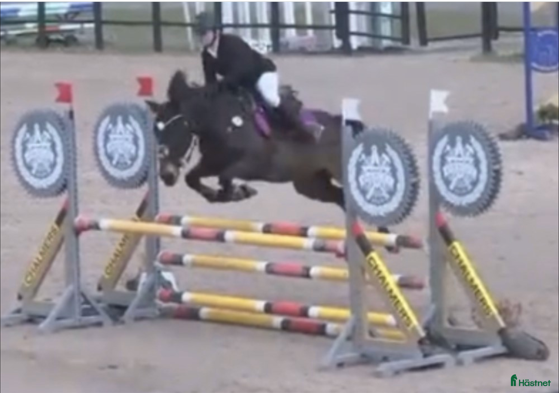  hästar Ärlig, snabb och försiktig C-ponny i Strömstad - Annons 13