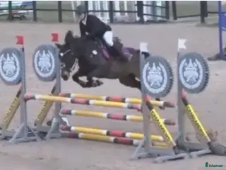 hästar Ärlig, snabb och försiktig C-ponny i Strömstad - Annons 13